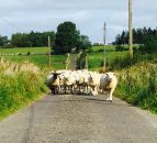 Sheep shearing results from Westmeath