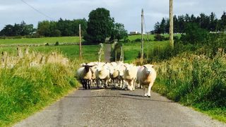 Sheep shearing results from Westmeath
