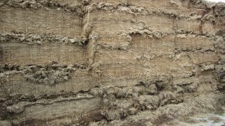 ‘Silage quality can have a big impact on animal performance’