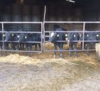 Popularity of Angus and Hereford sires rise in Northern dairy herds - LMC