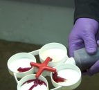Dairy tip of the month: Detecting mastitis with the California Mastitis Test (CMT)