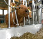 6.7% more calves registered on BVD programme than 2014