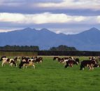 Fonterra's milk deliveries down almost 9% in September