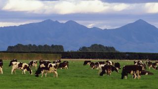 Fonterra increases its farmgate milk price forecast