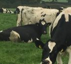 Glanbia cuts milk price