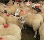 Northern lambs slaughtered in the Republic falls below 40%