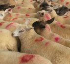 6% fall in Northern Irish lamb imports in September