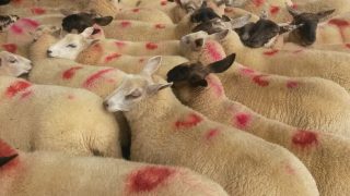 French sheep meat market struggling with supply and demand levels