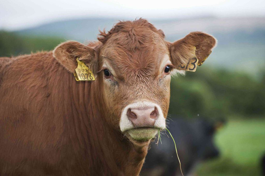 British Limousin