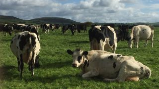 Dairy farmers – advice for 2016: ‘Keep it simple stupid’