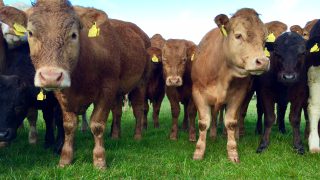 EU cattle herd increases for the fourth year in a row