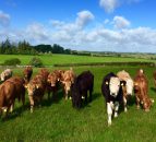 Monitoring cattle weights from space is a 'game-changer'
