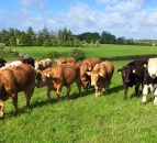 Global beef production to increase by 1% in 2016