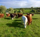 Future farm income crises must be prevented - EU Farmers