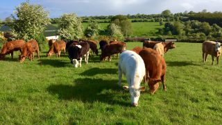 Future farm income crises must be prevented – EU Farmers
