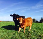 'Extra cows on the French market to have a big impact on EU beef trade'