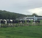 French to look for EU aid for dairy farmers who cut milk production