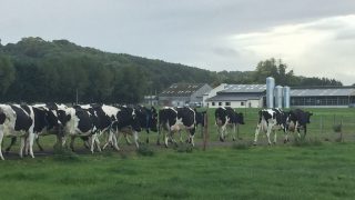 French to look for EU aid for dairy farmers who cut milk production