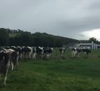 Robotic milking: What's more important time or money?