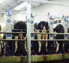 UK dairy processors struggle to find markets for extra milk and cheese