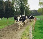 UK milk processor leads the pack with milk price increase
