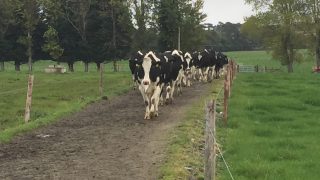 Low body condition score predisposes dairy cows to lameness