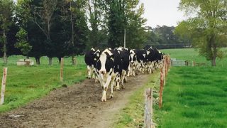 Major survey on dairy farming to reveal expansion details