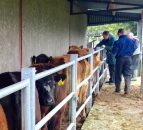 North to lift age of eligibility for brucellosis testing on October 19