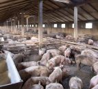 Exchange rates drive limited growth in pork market - Rabobank