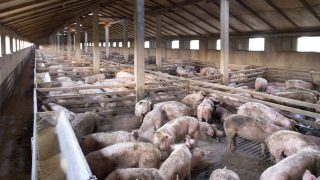 Fire at pig farm in Carlow leaves hundreds of pigs dead