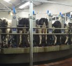 Expanding dairy farmers have 2 options: get better or get bigger