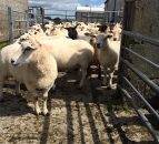 Commission approval of €25m sheep scheme expected 'by year end'