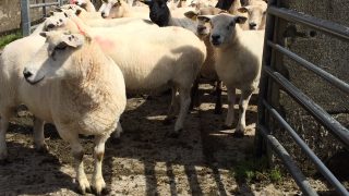 Commission approval of €25m sheep scheme expected ‘by year end’