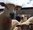 Sheep roadshow dates announced; here's when you can catch it in your area