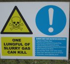 Two calves die and another survives after falling into slurry tank