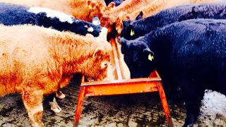 Differences in Irish/UK beef price gap across cattle types