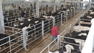 Cattle Marts: Grass growth brings farmers out in force to marts