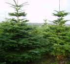 Some Christmas tree growers are sleeping out to protect their trees