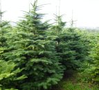 12 things you didn't know about Christmas trees