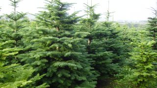 ADAS points to the potential of agroforestry in the UK