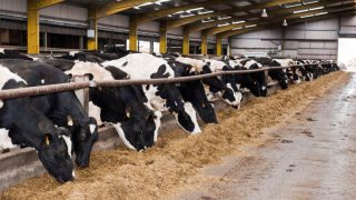 Commission response to farm crisis ‘neither bold nor decisive’ says MEP