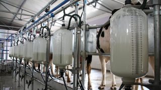 Intervention price must increase – Dairy UK