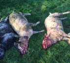 Warning Graphic Pics: Dog attack on pedigree sheep flock costs farmer €3,500