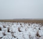 Can you spot the 550 sheep in this photo?