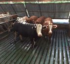 'Ammonia recommendations highlight need to work together'