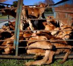 Shocking video footage puts spotlight on New Zealand's dairy industry