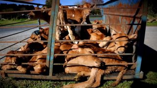 Shocking video footage puts spotlight on New Zealand’s dairy industry