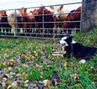 You've one week left to micro-chip and register your dog