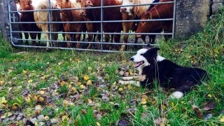 Over 4,600 animals reported to have been dumped last winter