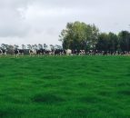 'Dairy price recovery is two steps forward, one step back'